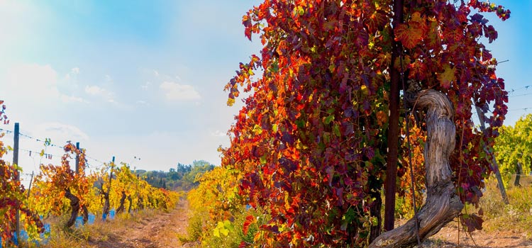 Les vignobles autour de Nîmes