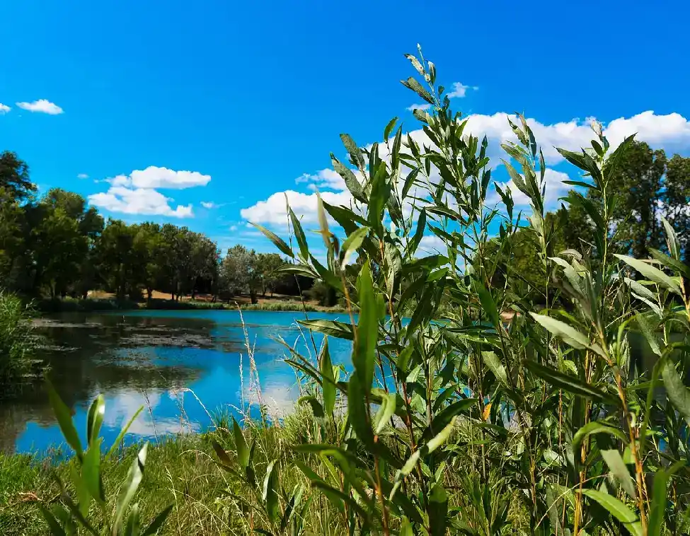 Rivière-proche-du-camping
